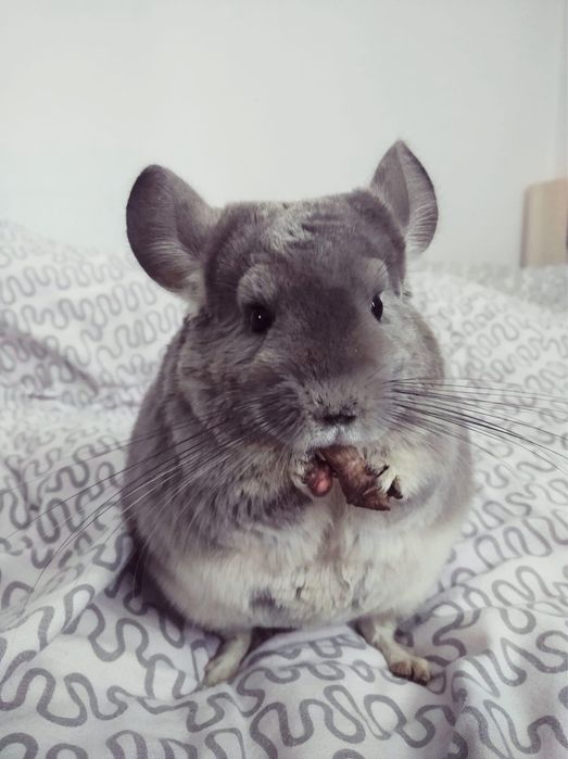 Okazja !! Piękna Szynszyla Fiolet, samica, klatka