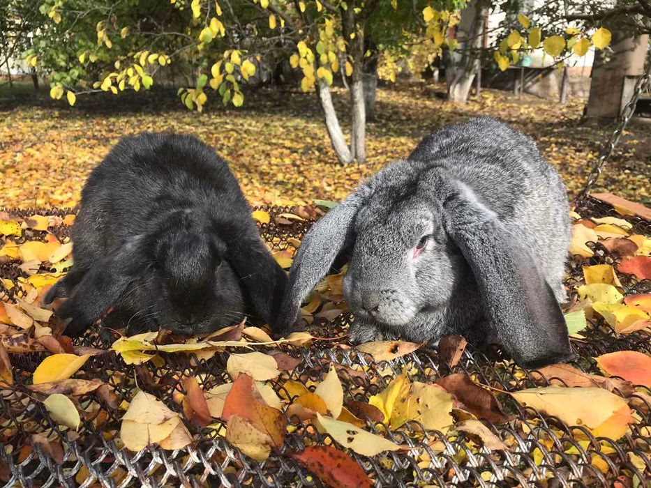 Продам дорослих кролів на плем"я та молодняк.