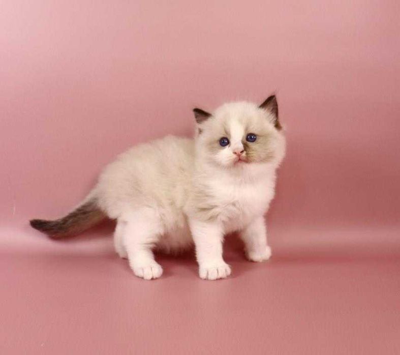 Котик з яскравими синіми очима-порода Ragdoll //регдолл