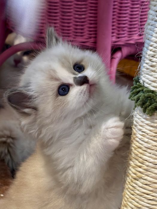 Kocurek Ragdoll - Chrupcio