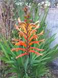 Chasmanthe floribunda ou Lirio cobra