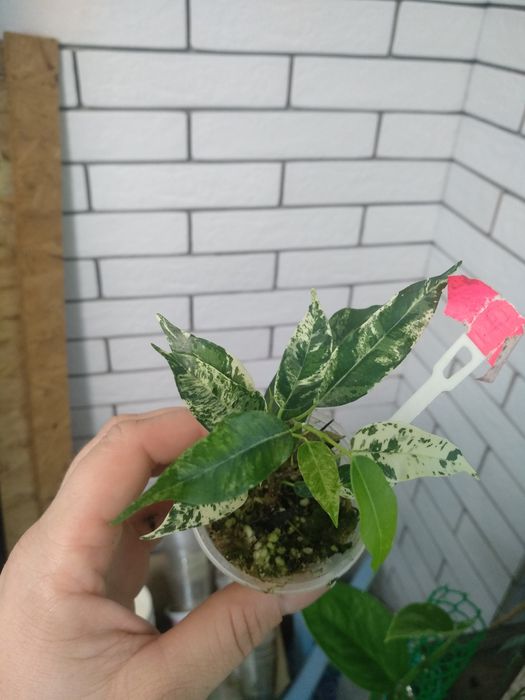 фікус грін ісланд, Ельдорадо, альбомаргіната