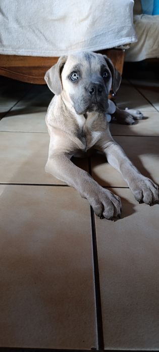 Suka suczka szczeniak Cane Corso płowa