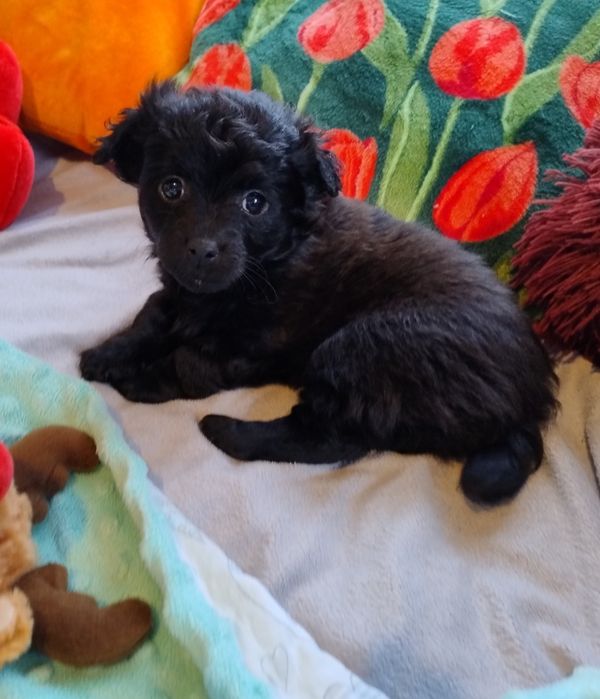 Czarne cudne maleństwo Daisy