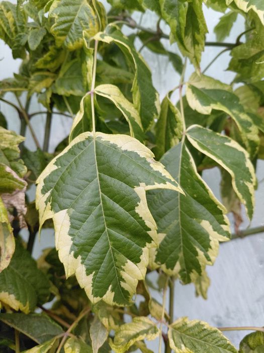 Клен ясенелистий "Фламінго",сакура плакуча "Кіку шидаре"