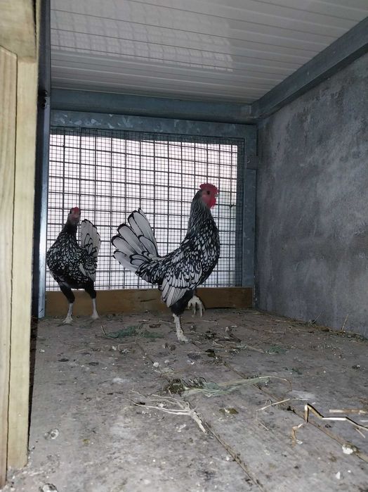 Casal garnizos sebright