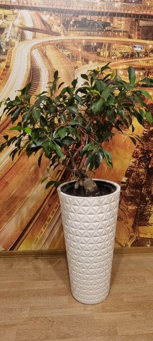 Drzewko Bonsai - Fikus szt. 2