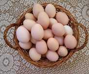 Ovos de galinha biológicos