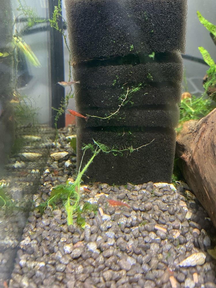 Krewetki red cherry