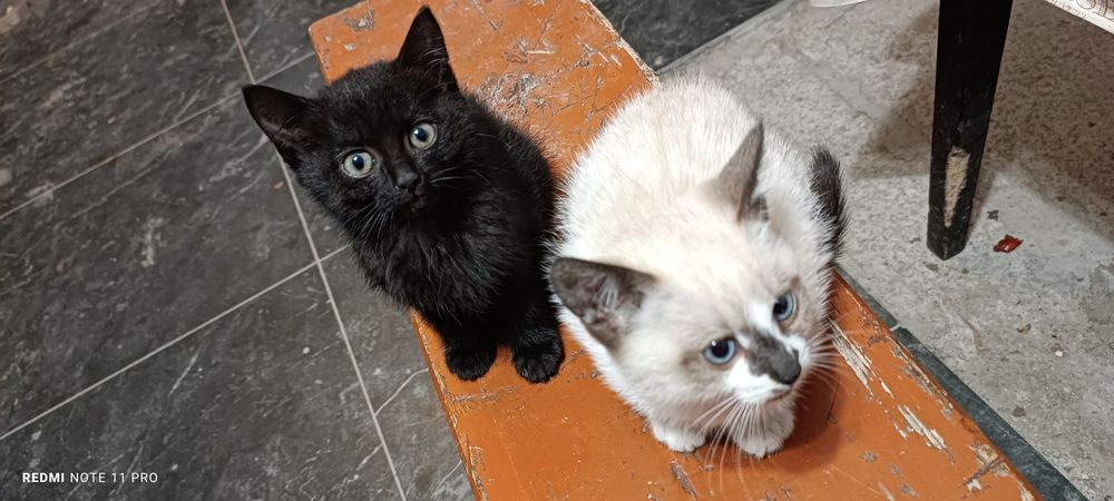 Котинята віддам в добрі руки