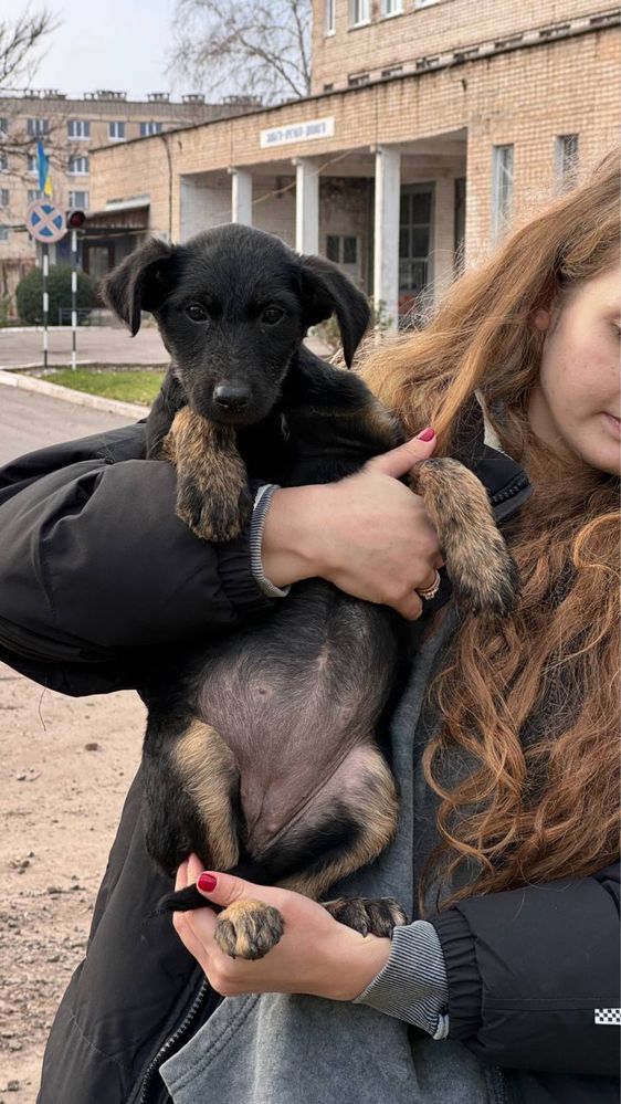 Цуценя дівчинка шукає дім