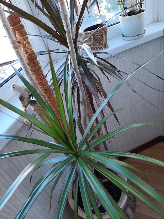 Драцена  вузьколистна  2,3 м.