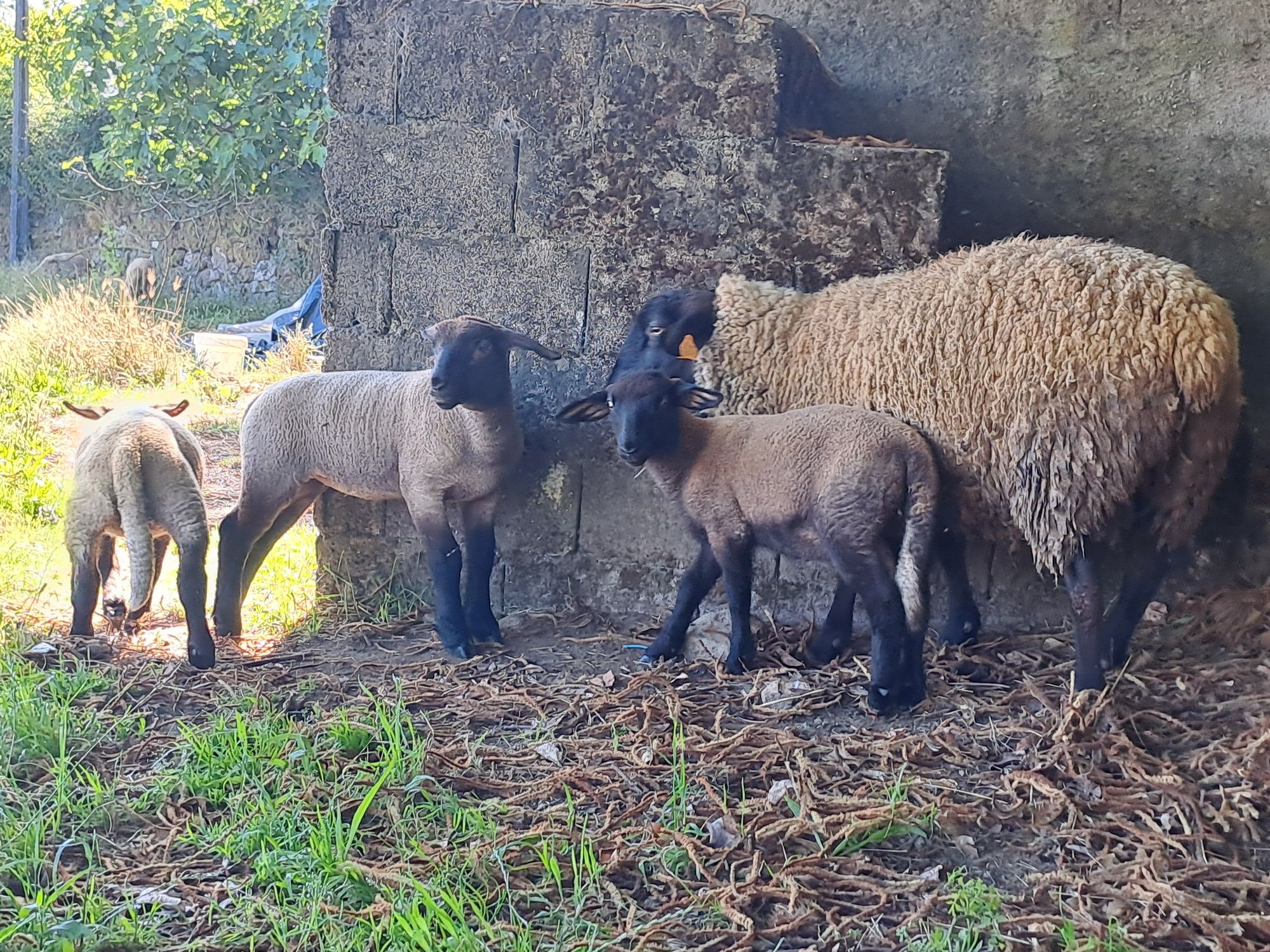 Casal Suffolk puros