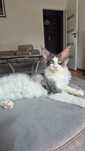 Maine Coon kocurek 5-mies