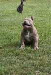 Piesek American Bully Pocket