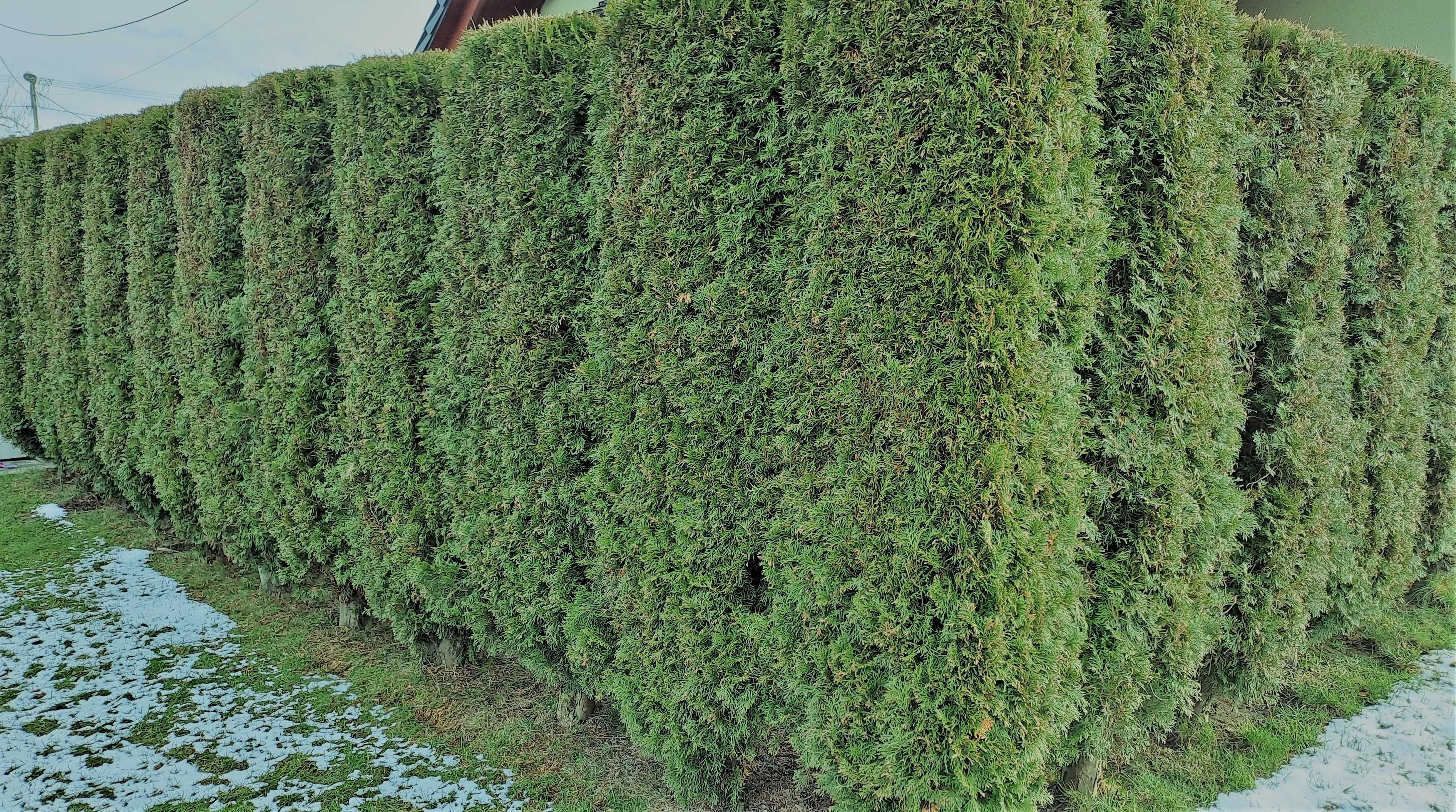 Thuja smaragd 210 cm