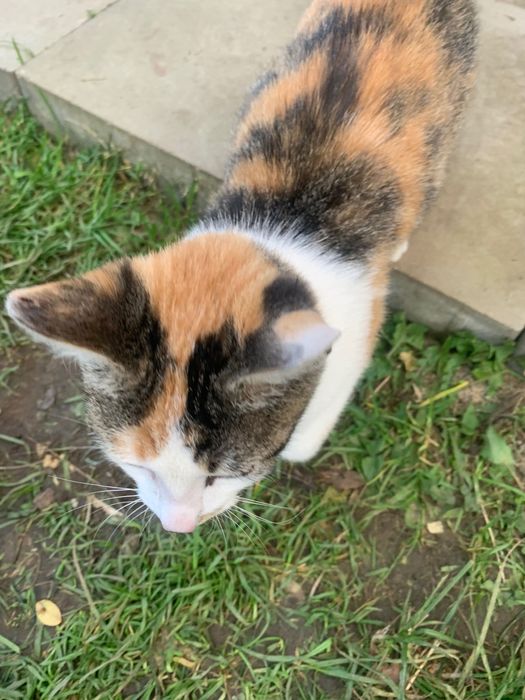 Młodziutka kotka pilnie szuka domu