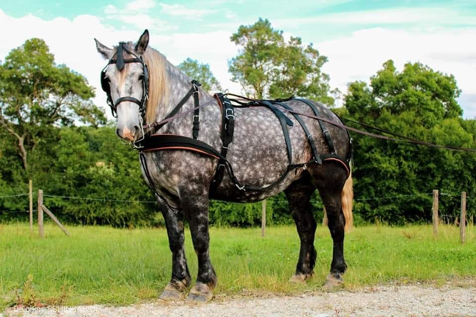 Arreios de Atrelagem "WEBTECH" IDEAL EQUESTRIAN - NOVOS