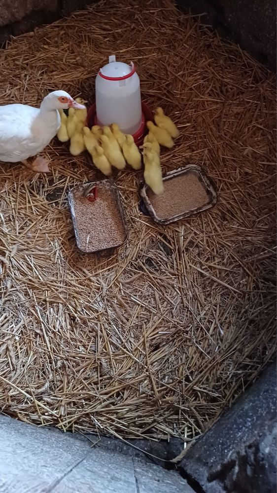 Młode kaczuszki francuskie