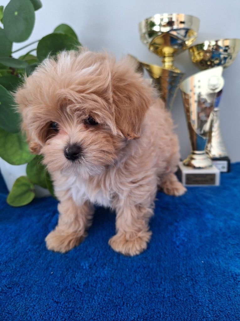 Maltipoo piesek z certyfikatem