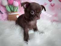 ***GOTOWY DO ODBIORU mini malutki piesek chihuahua***