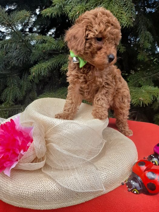 Привабливі цуцики той -пудель.