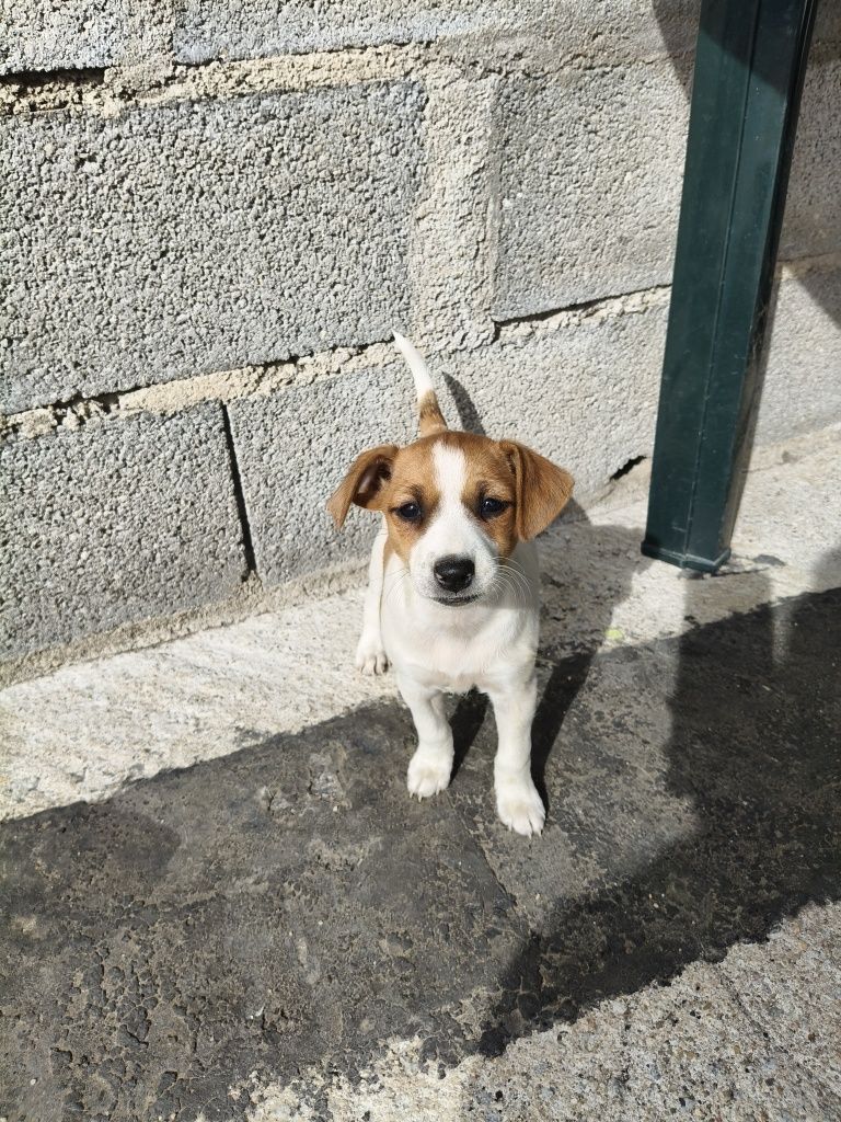 Cães para adoção responsável