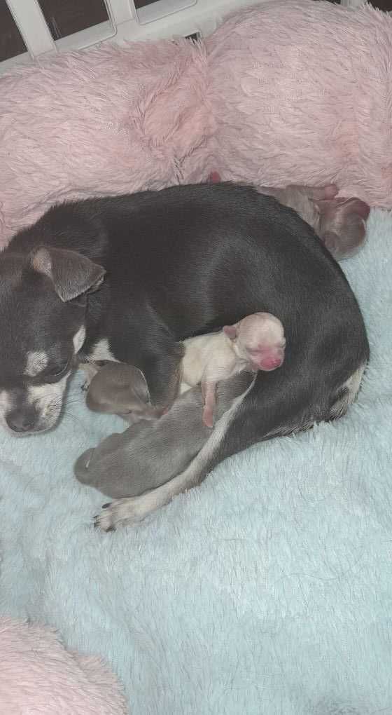 Śliczny chłopiec Chihuahua