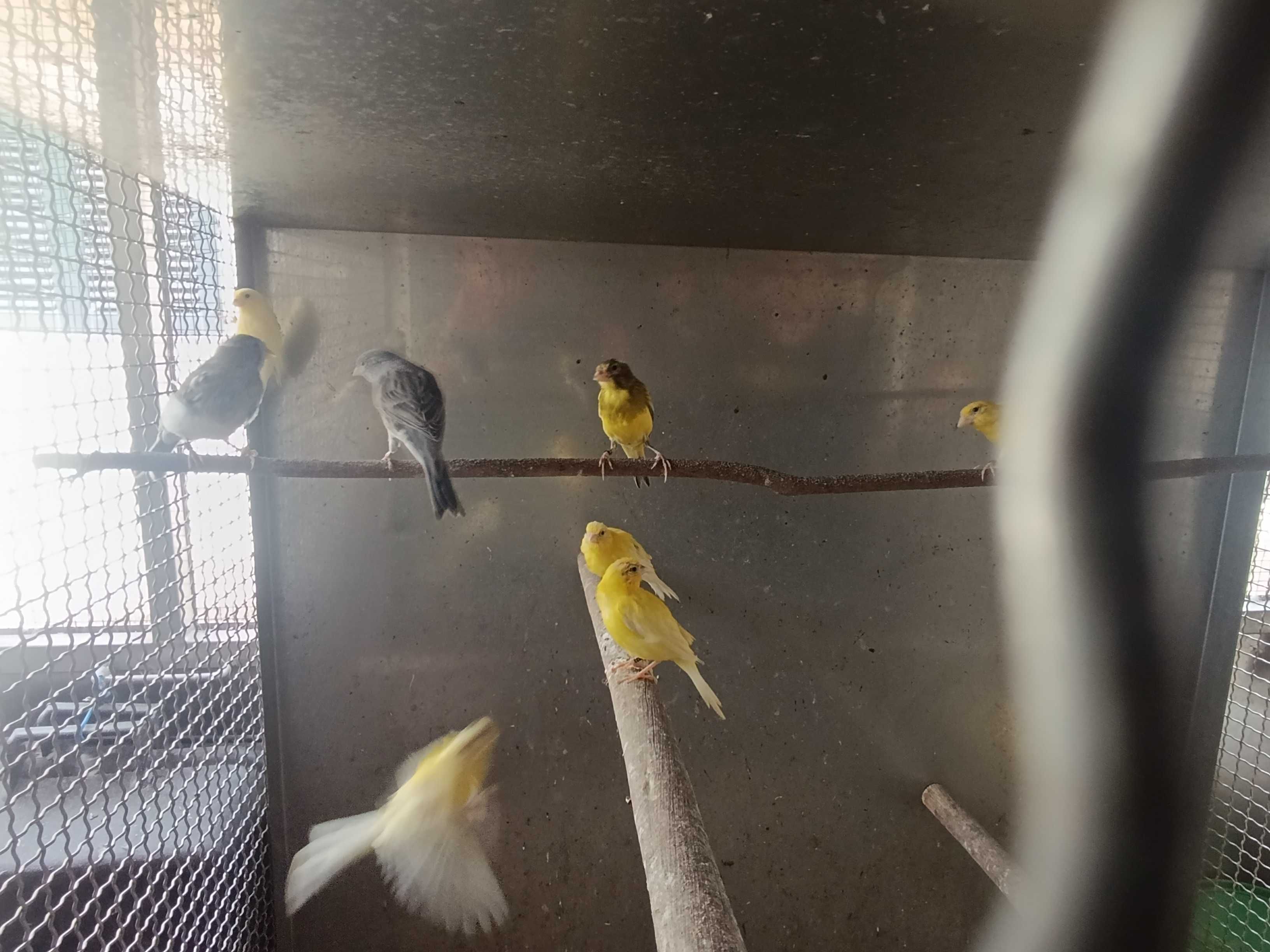 Canários e outras aves