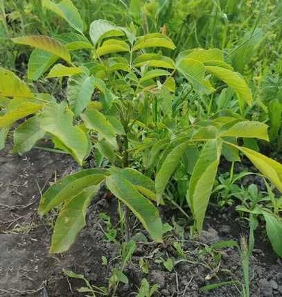 Продам дворічні та трьохрічні саджанці горіха грецького.