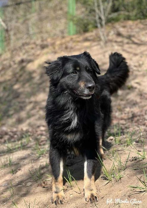 Jay - towarzyski i oddany przytulas szuka nowego domu - 647/24