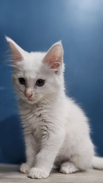 Biały kocure Maine Coon