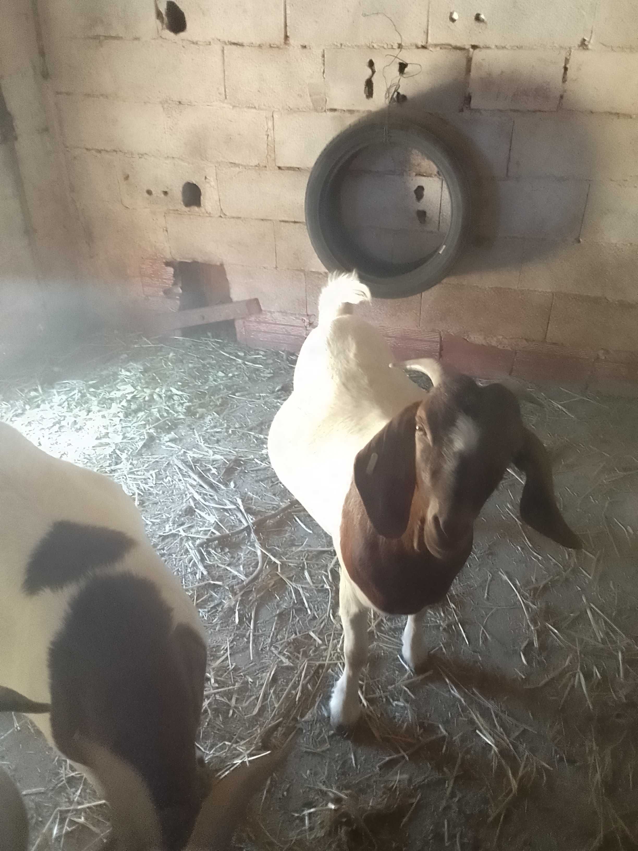 Cabras e Bode Boer