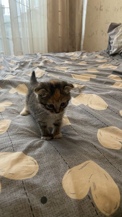 Отдам котят в хорошие руки