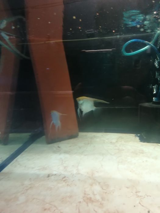 Casal de Escalares Amarelo