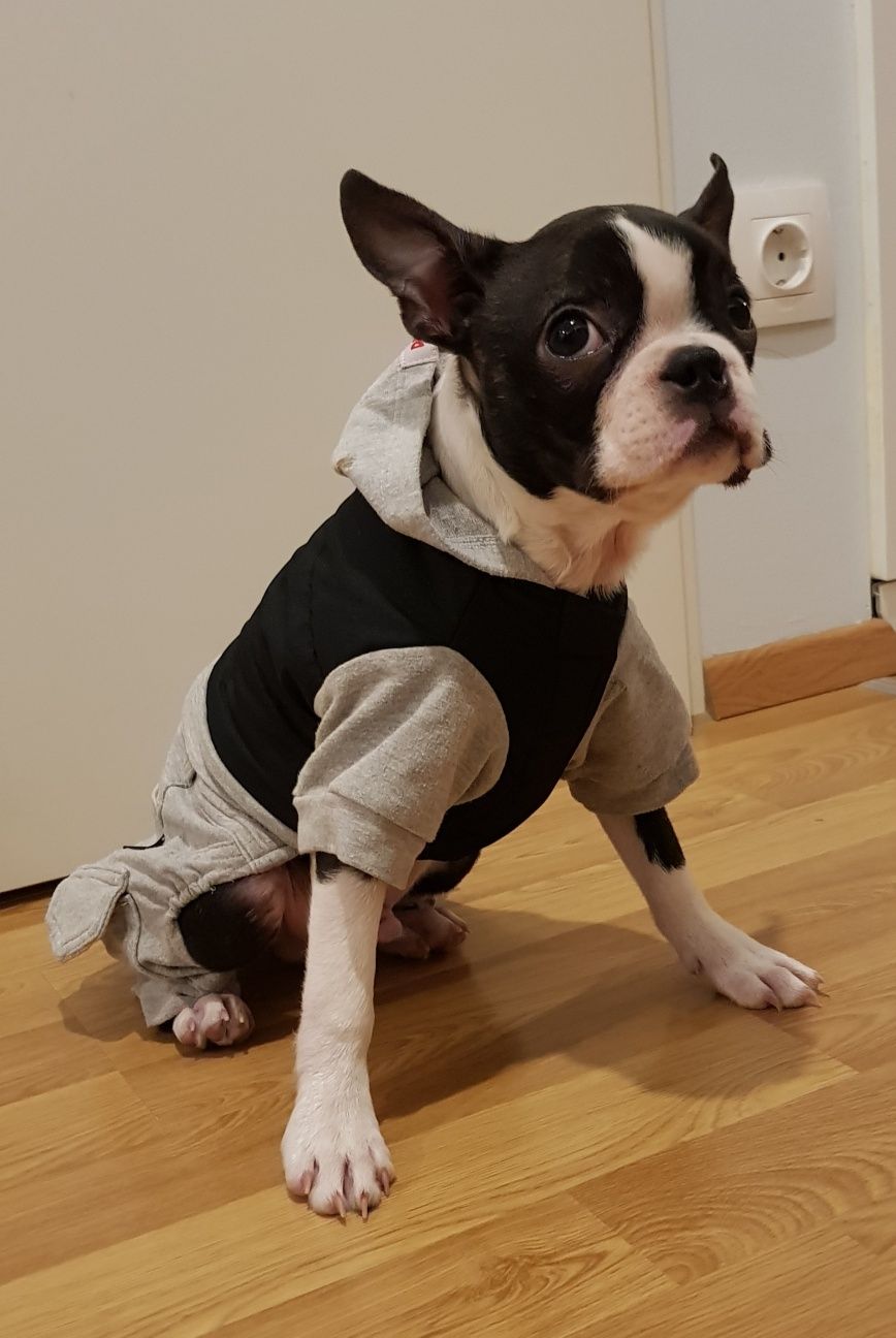 Ubranka dla Boston Terrier i nie tylko ubranie DoggyDolly M