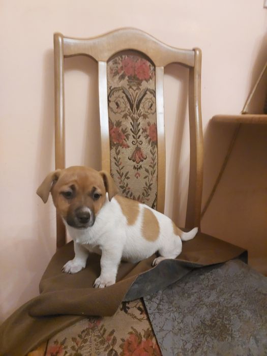 Jack Russell Terrier suczka