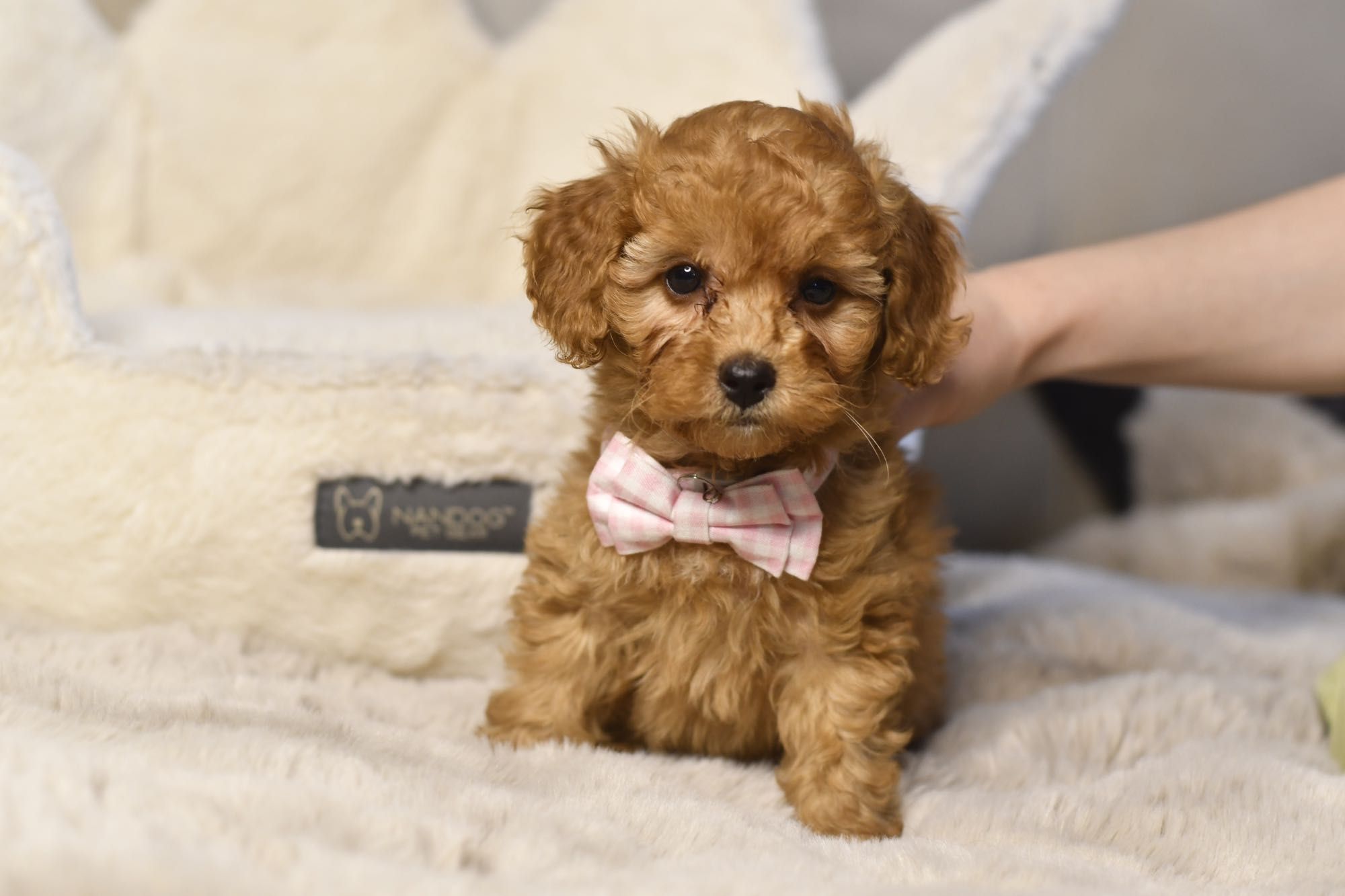 Cavapoo F1 RED wyjątkowa dziewczynka ZAREZERWOWANA