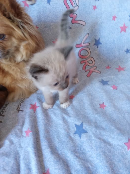 Хто хоче купити котиків атланських