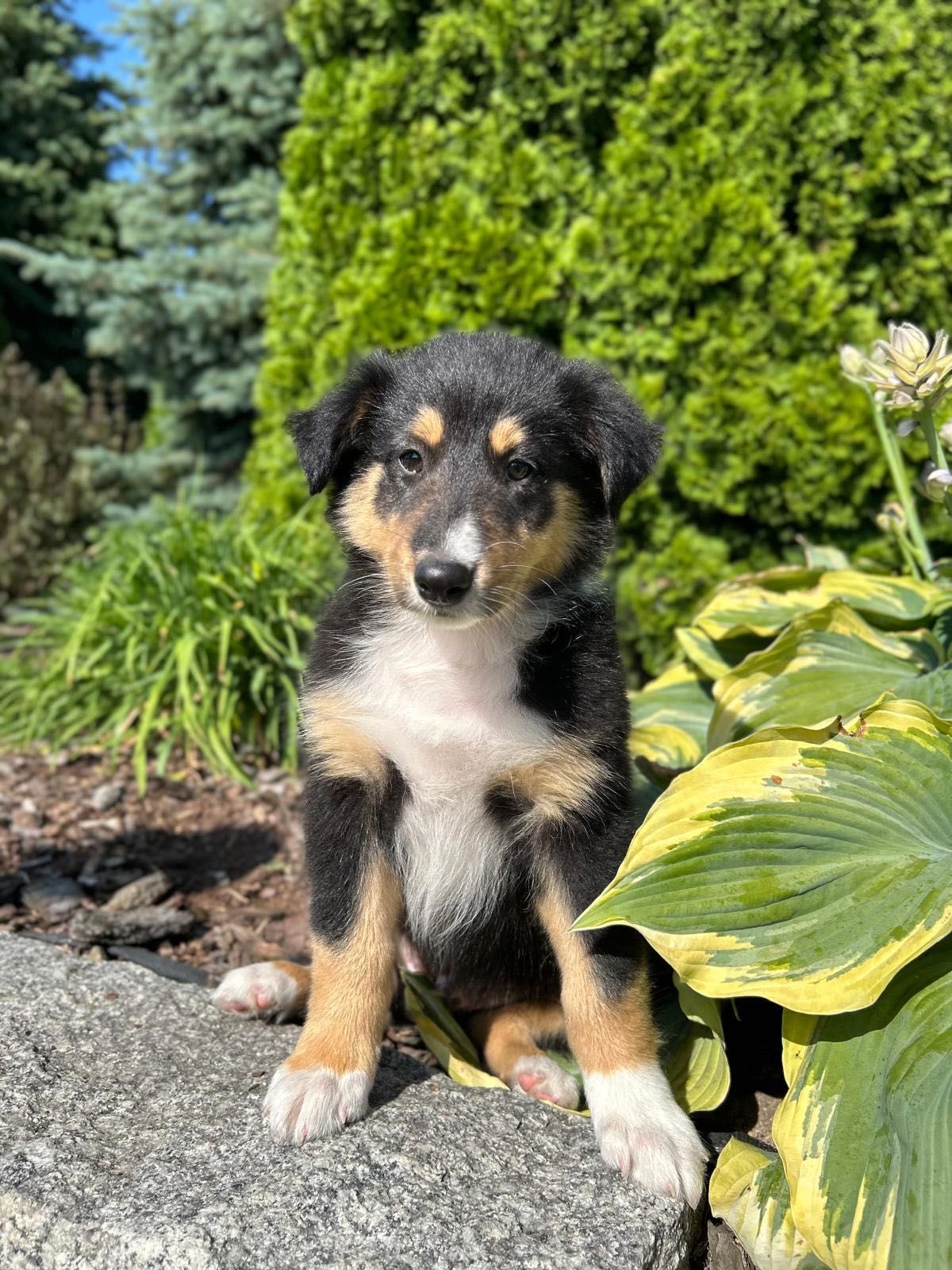 Owczarek szkocki Collie czarny