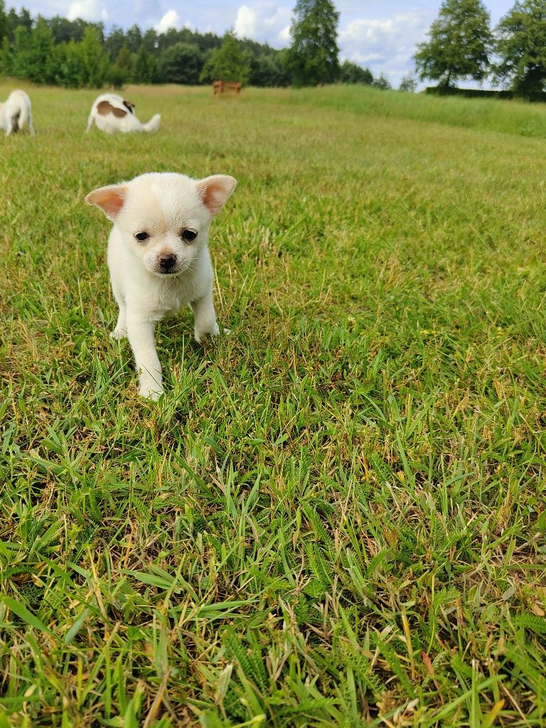 Chihuahua piesek