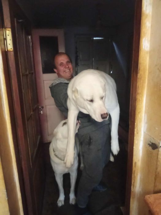 Тато Джоньо.Мама Стела.