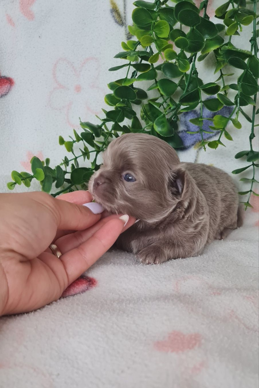 Estupendo pelo comprido chihuahua/chiuaua linhagem Russa.Qualidd