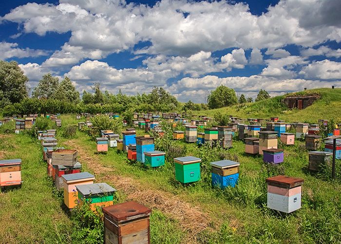 Продам пчел бджіл