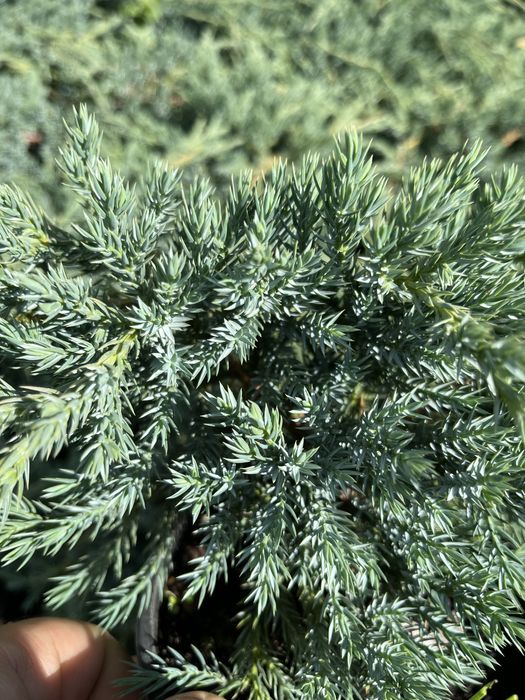 Ялівець blu carpet