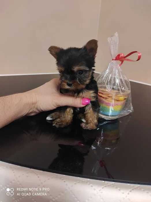 Yorkshire Terrier XXXXXS Książe:) MIKRO PIESEK
