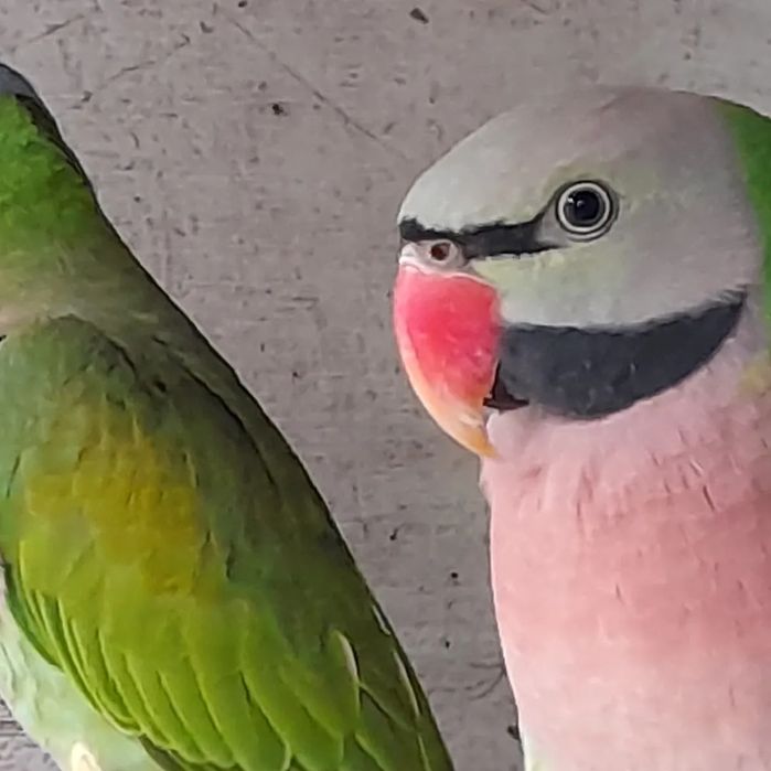 Disponível para ceder