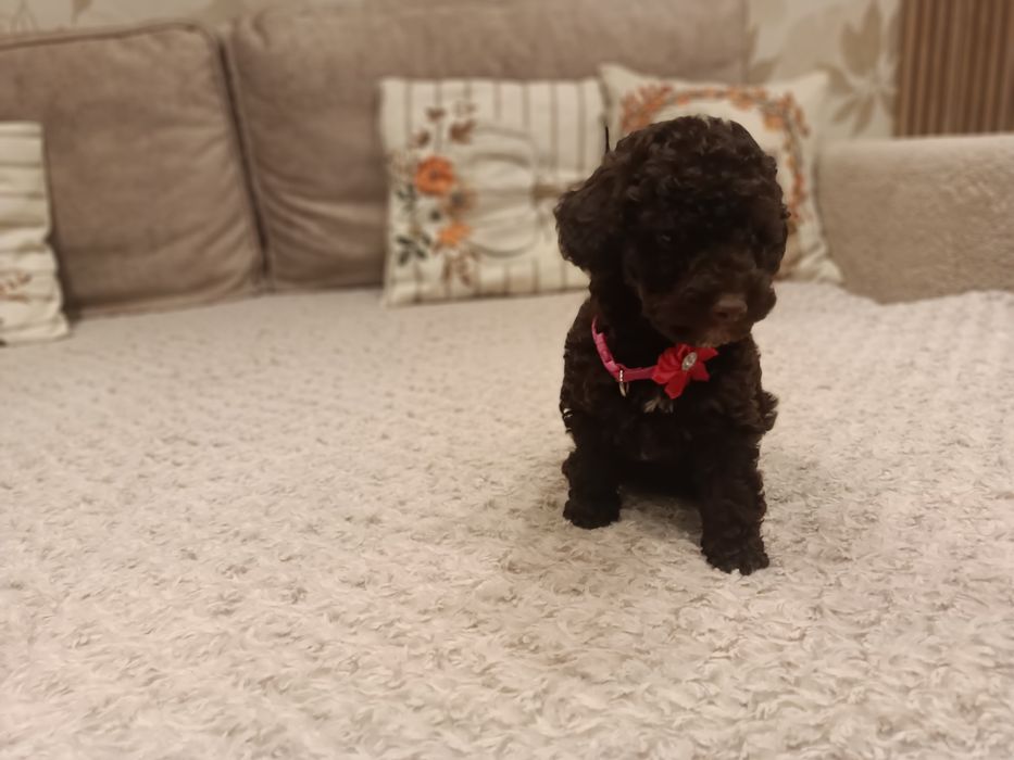 Pudel czekoladowy miniatura suczka