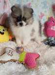 Suczka Szpic Miniaturowy-Pomeranian