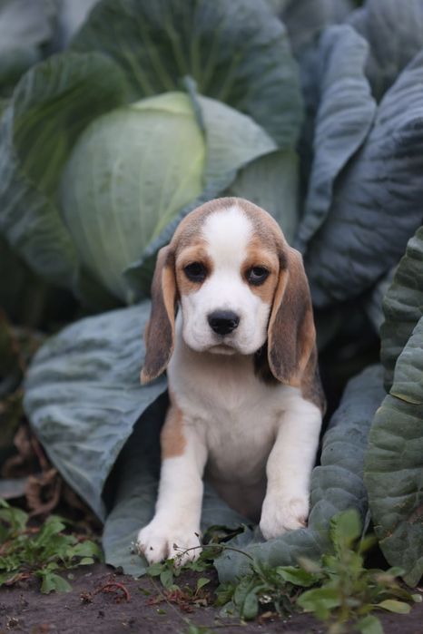 Дівчинка бігля з офіційного розплідника